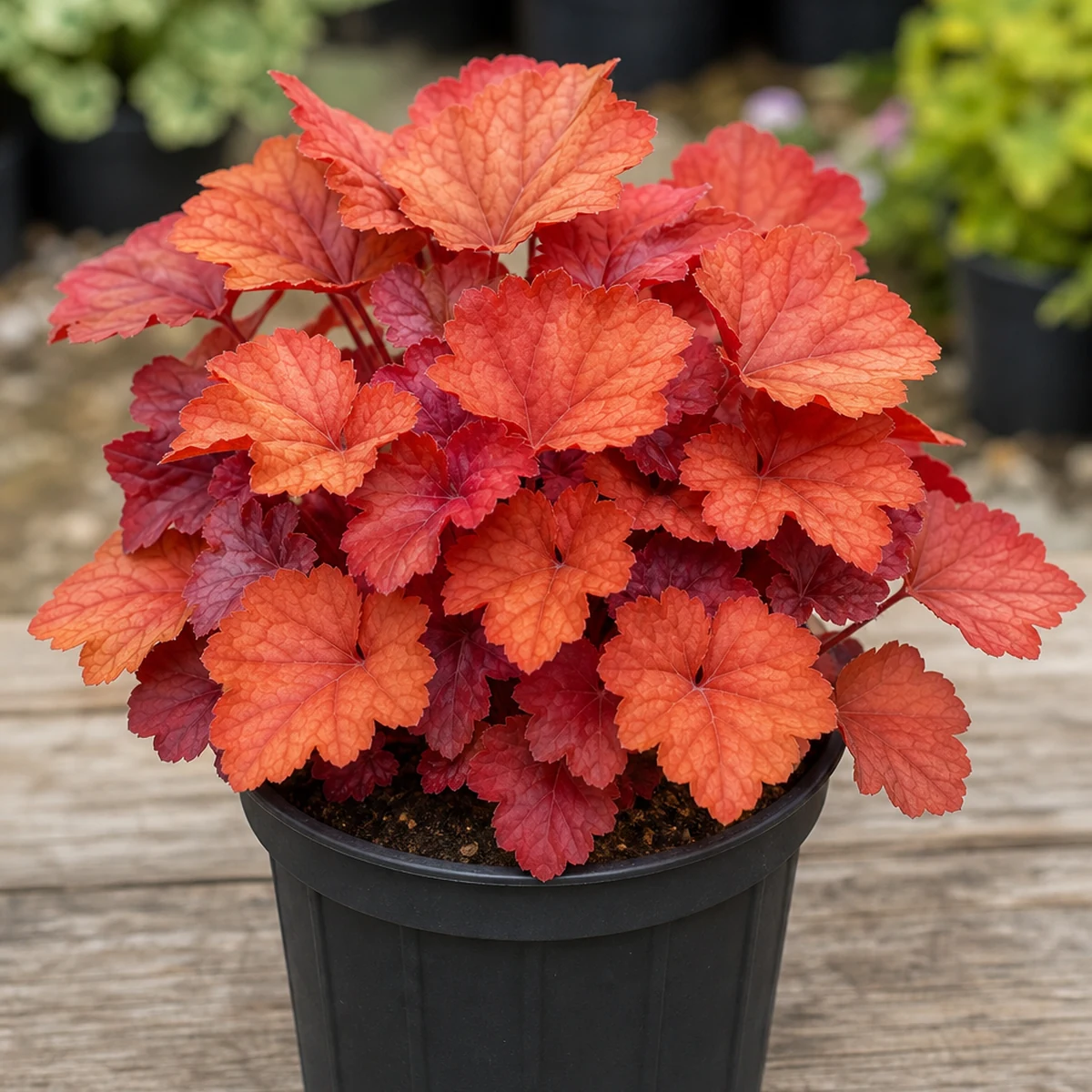 Balboa Sunset® Heuchera